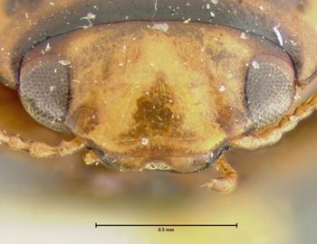 Media type: image;   Entomology 23925 Aspect: head frontal view